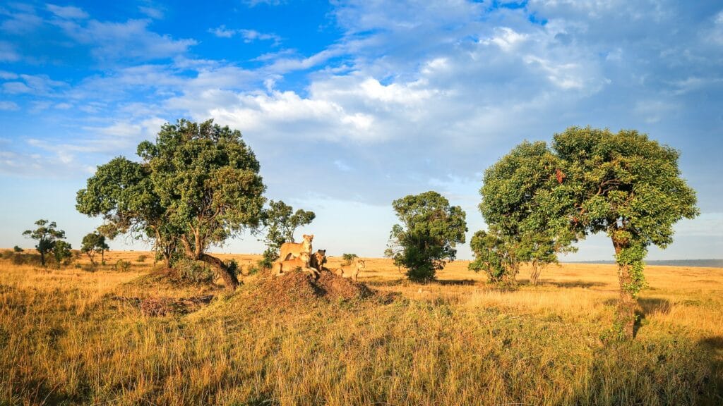Spotting lions on a 5-day Kenya Wildlife Safari
