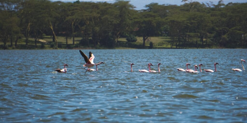 A boat ride on Lake Naivasha spotting resident wildlife