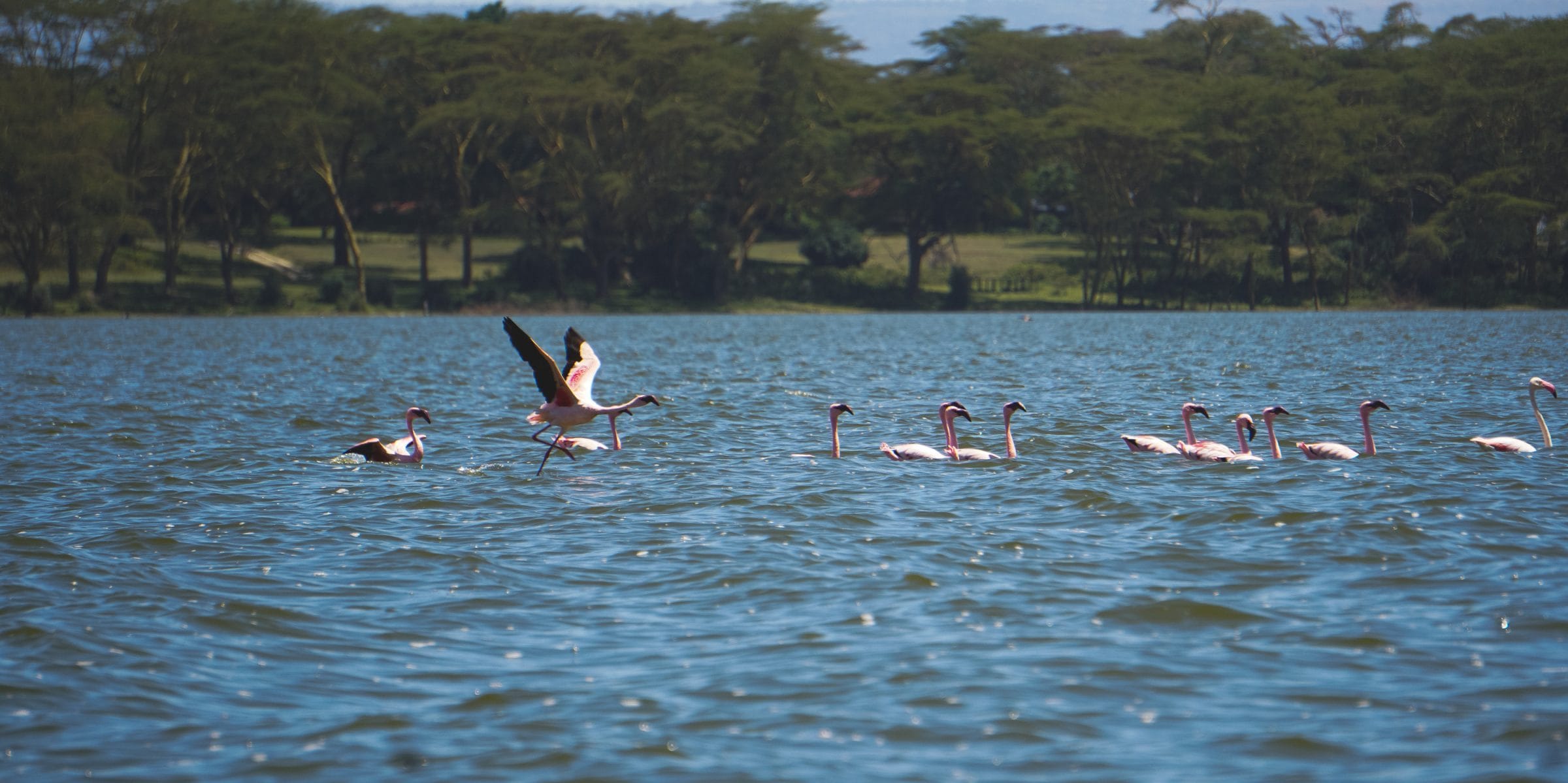 A boat ride on Lake Naivasha spotting resident wildlife