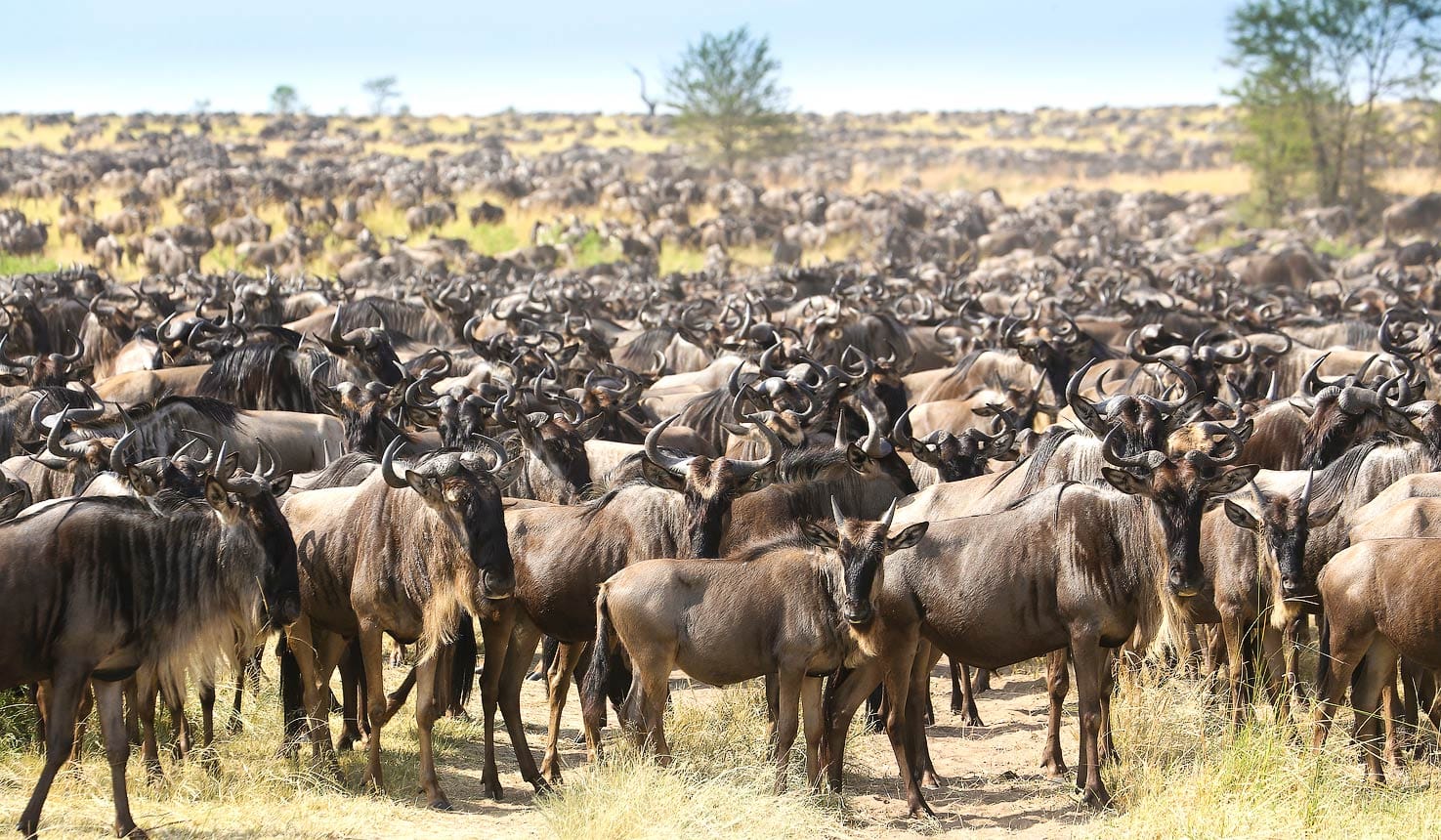 A herd of wildebeest in Serengeti