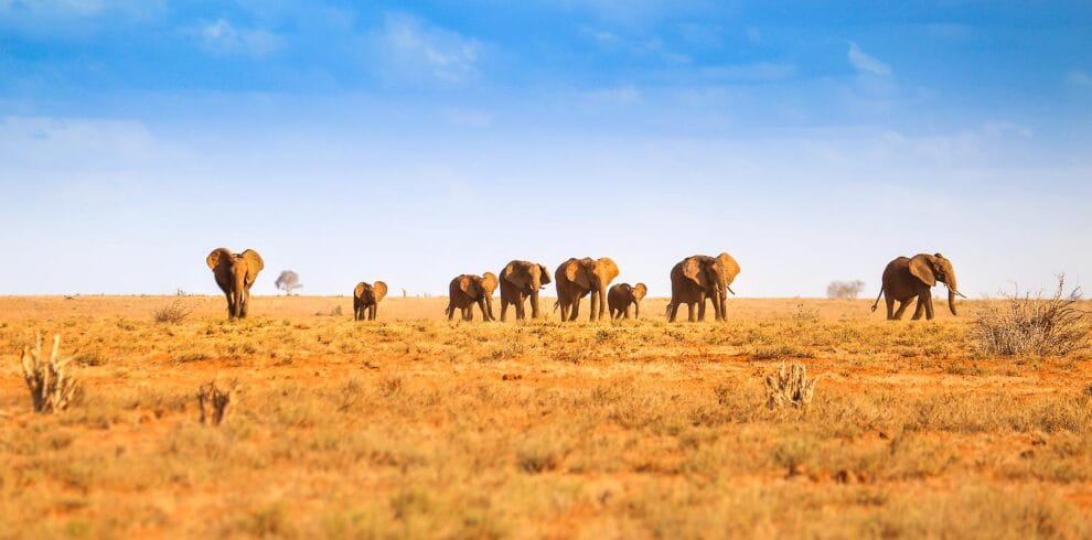 A herd of red-elephants at Tsavo East in Kenya