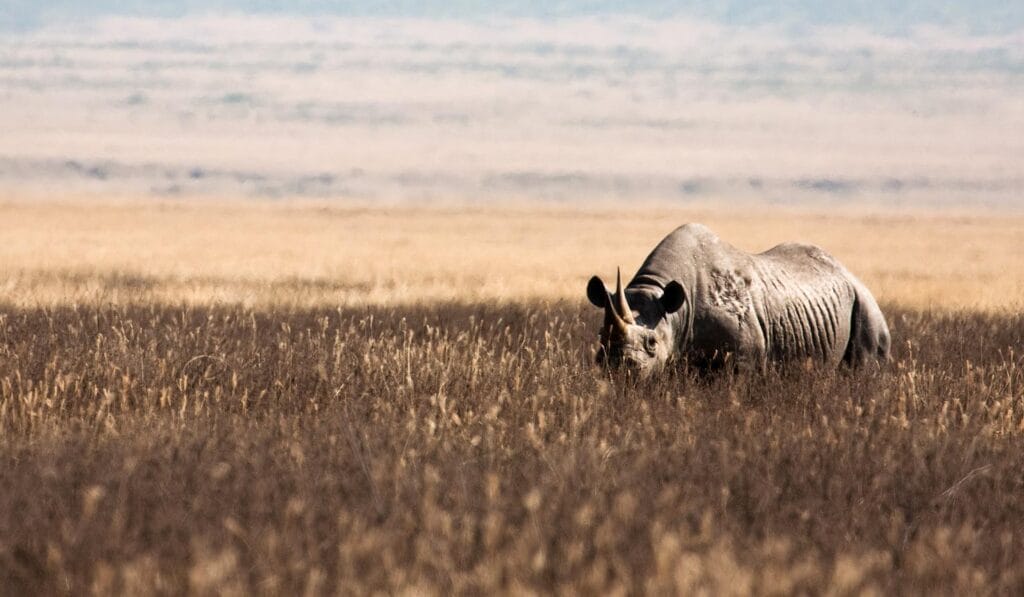 A rhino grazing in Ngorongoro, Tanzania