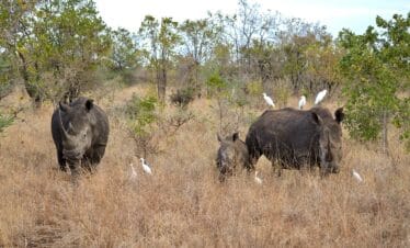 Rhinos in Kenya