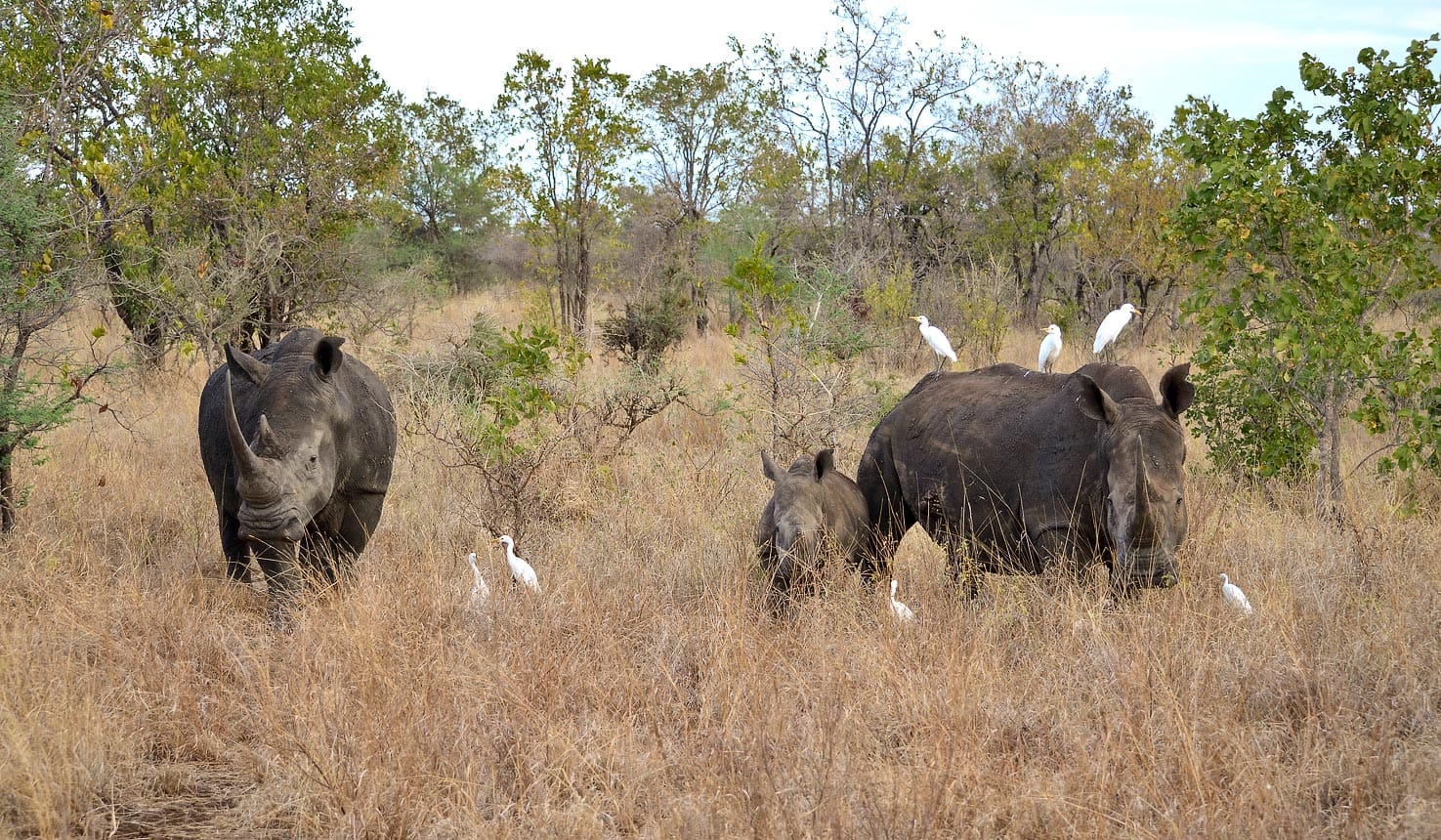 Rhinos in Kenya