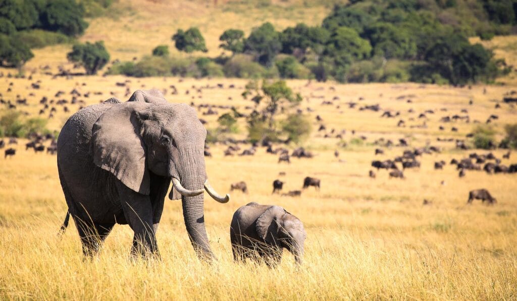 Elephant and her cub, and other wildlife at the Masai Mara in Kenya