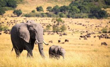 Elephant and her cub, and other wildlife at the Masai Mara in Kenya