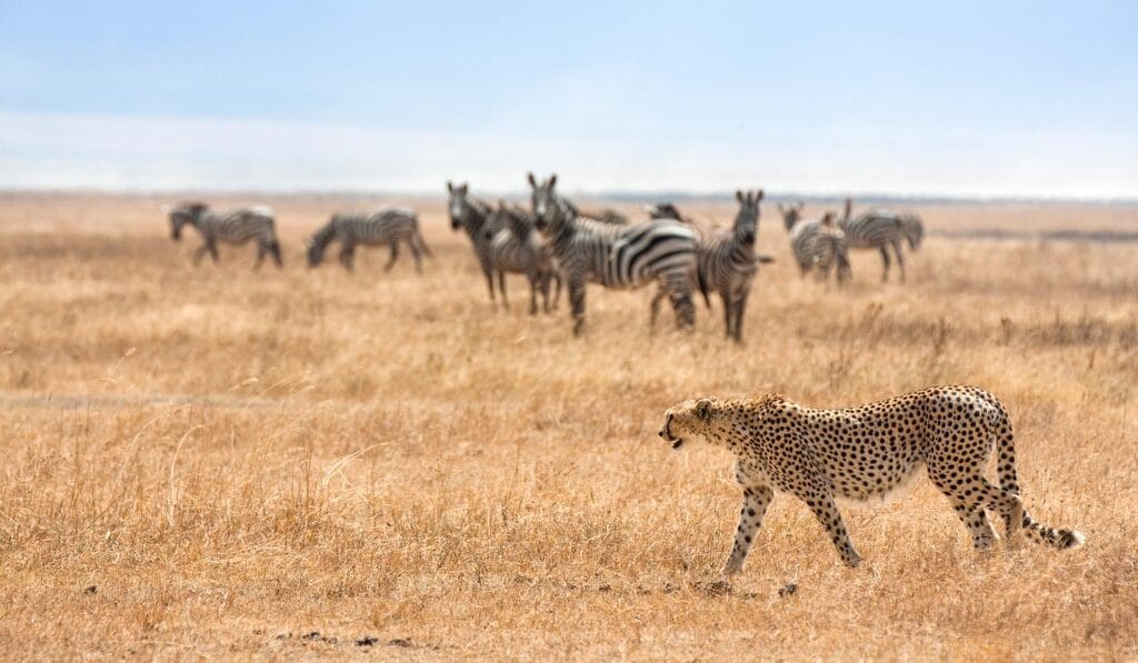 Cheetahs in Kenya and other Wildlife