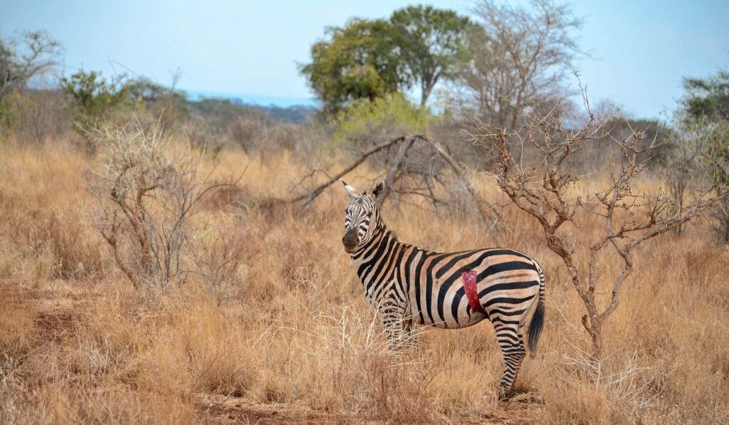 An injured zebra in Meru National Park, Kenya