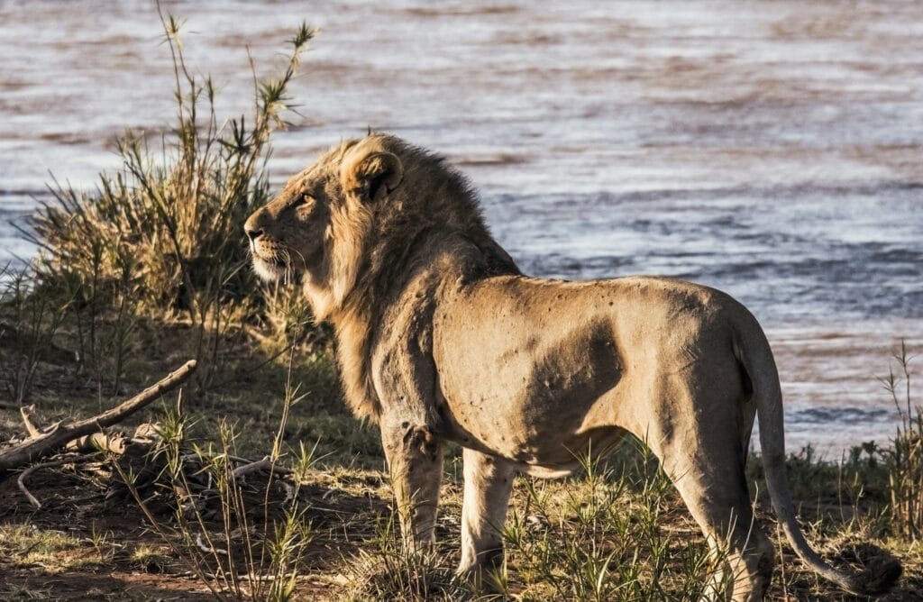 A lion on the banks of Ewaso Ngiro River in Samburu