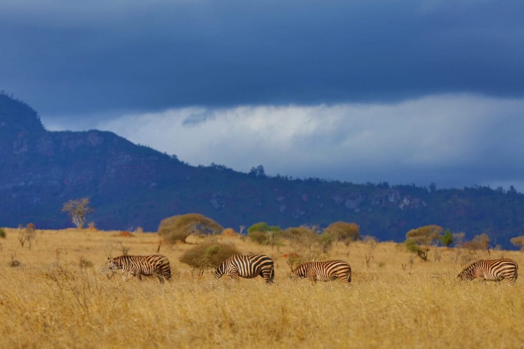 Spotting Wildlife at Taita Hills
