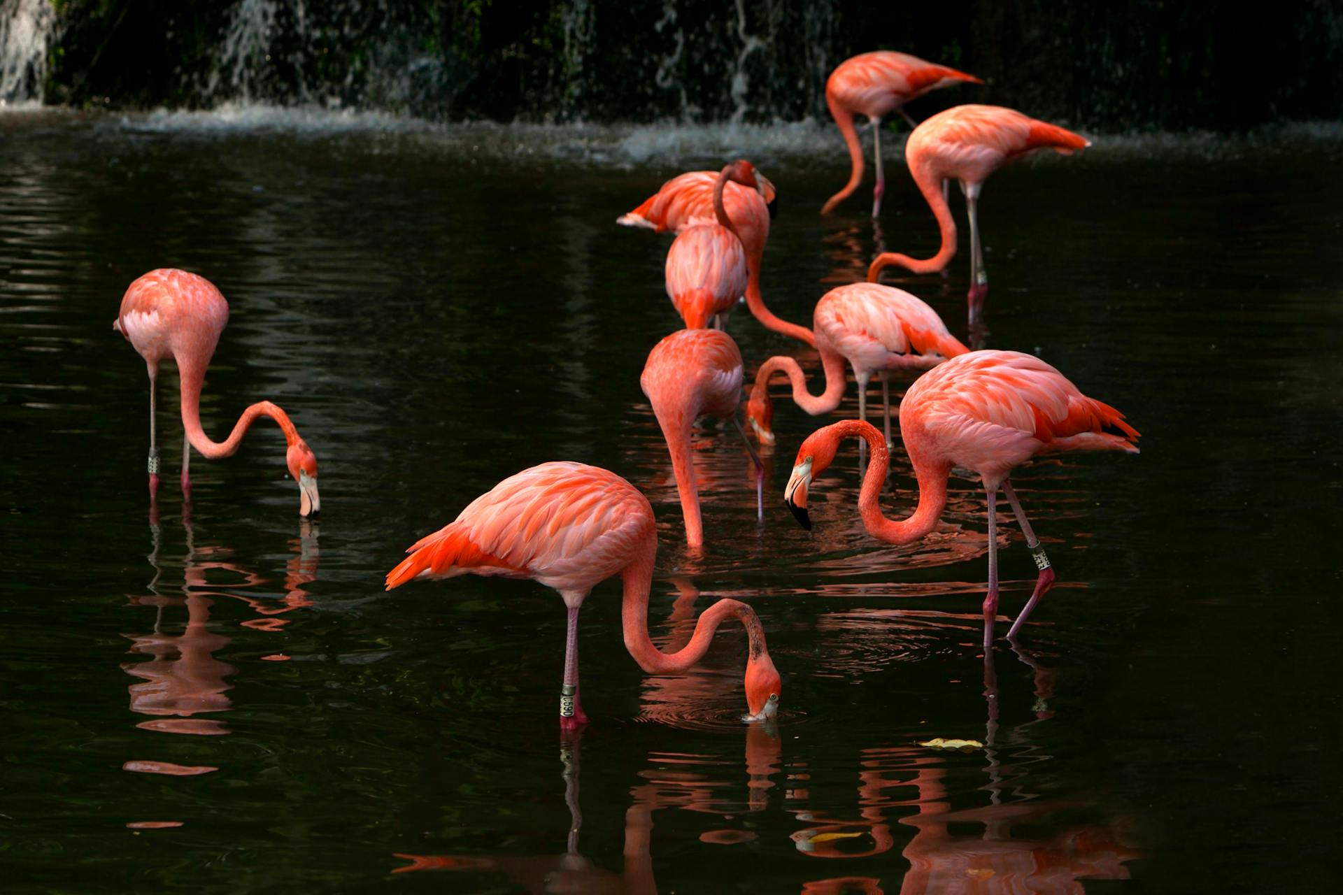 Up close with flamingos