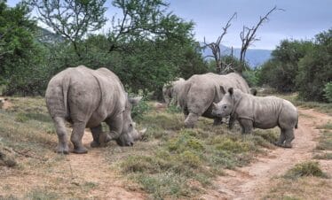 Spotting rhinos on a kenya wildlife safari