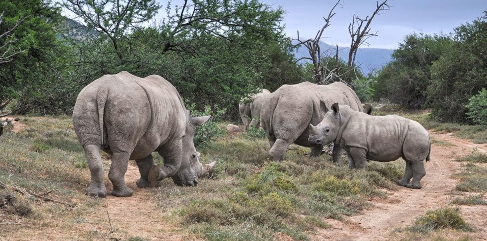 Spotting rhinos on a kenya wildlife safari