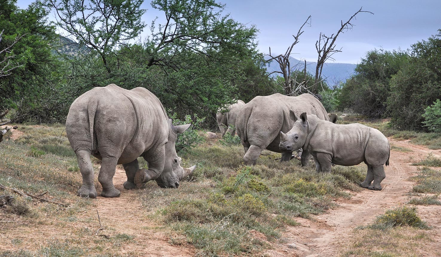Spotting rhinos on a kenya wildlife safari