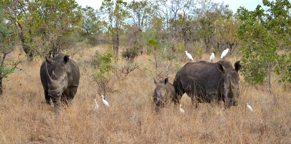 Spotting rhinos at Meru National Park