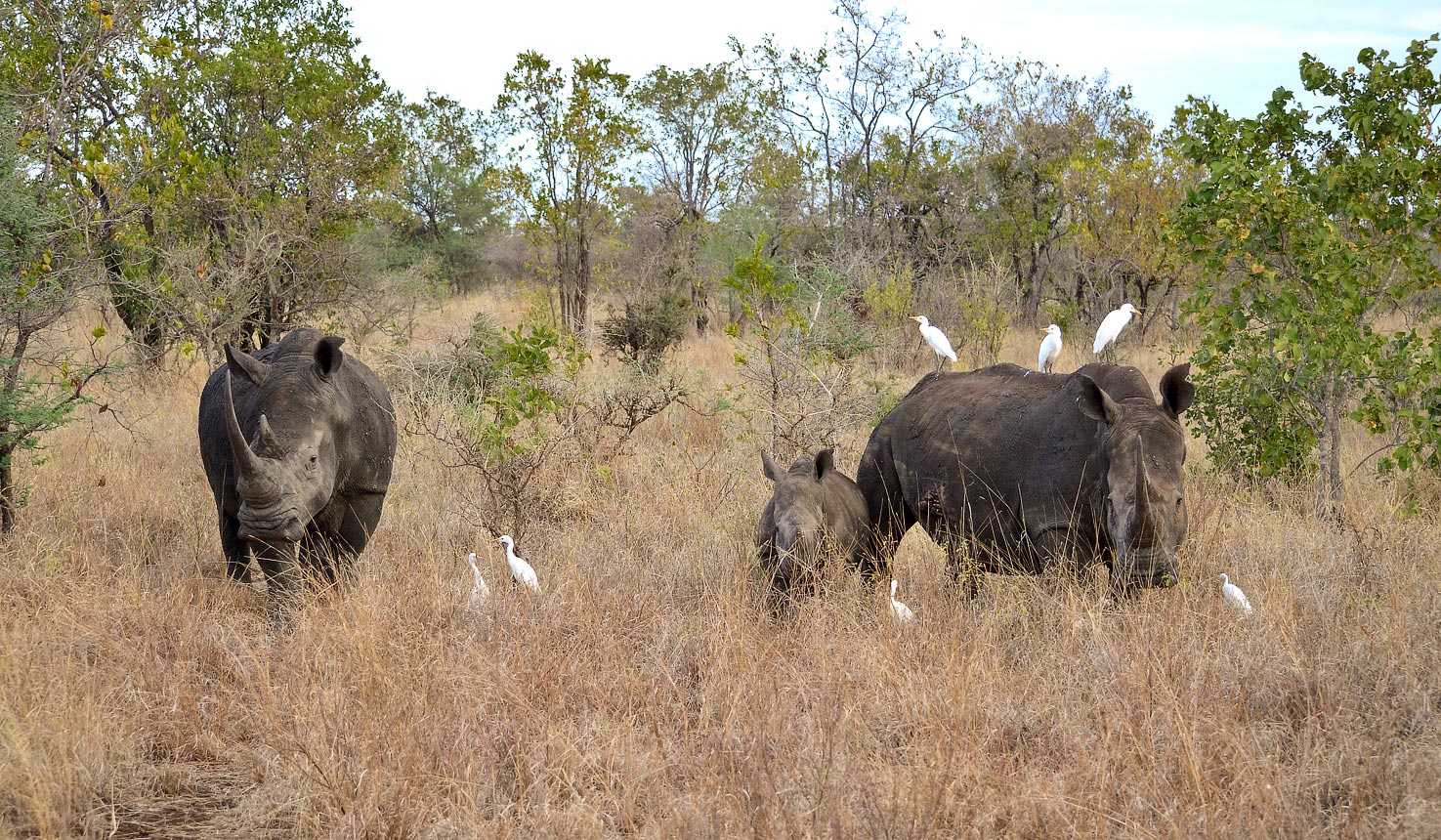 Spotting rhinos at Meru National Park