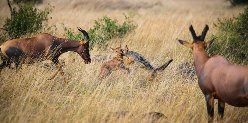 Spotting wildlife in mara on this 7-day Ultimate Kenya Safari