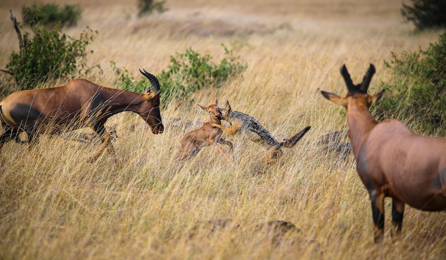 Spotting wildlife in mara on this 7-day Ultimate Kenya Safari