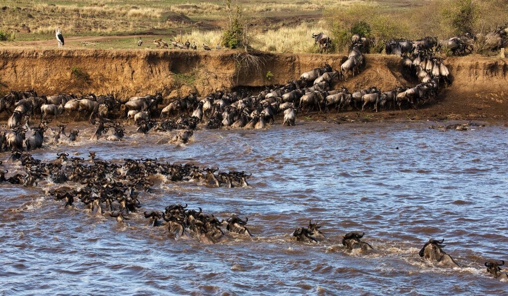 River Crossing of the Wildebeest Migration In Mara
