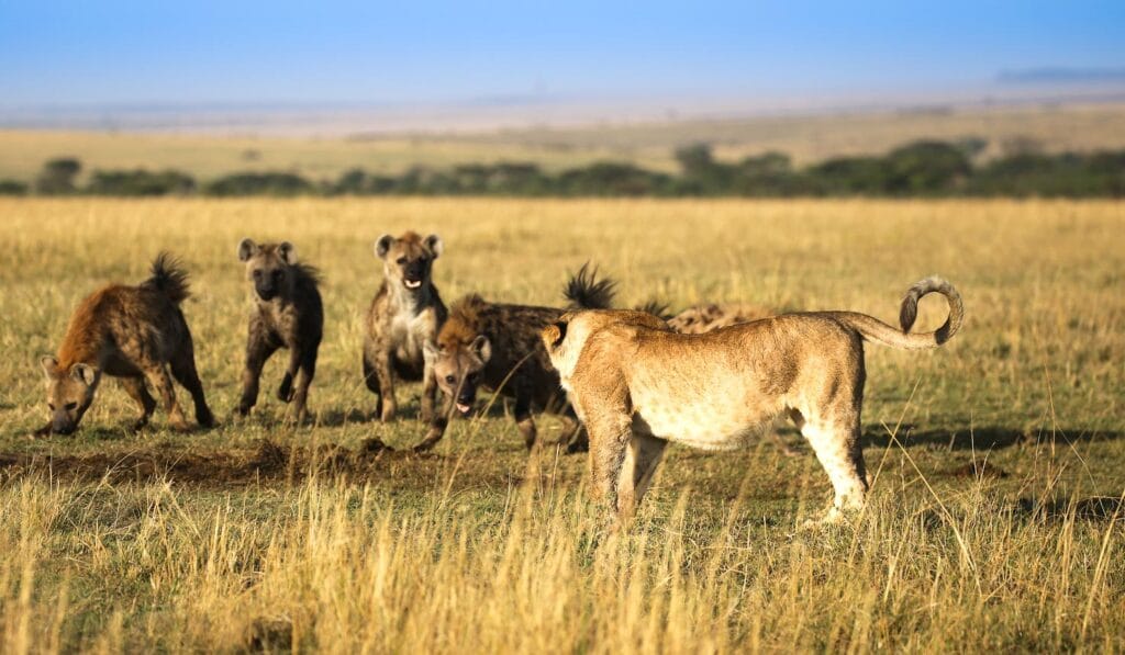 Spotting wildlife in Mara on our 5-day Kenya Wildlife Safari