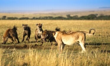 Spotting wildlife in Mara on our 5-day Kenya Wildlife Safari