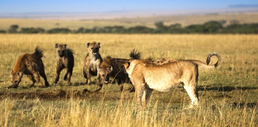 Spotting wildlife in Mara on our 5-day Kenya Wildlife Safari