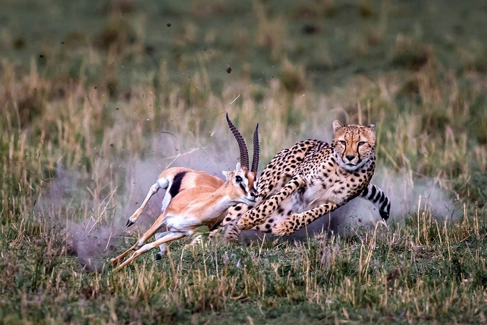 A cheetah in Kenya chasing after a gazelle